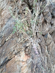 Cullen australasicum