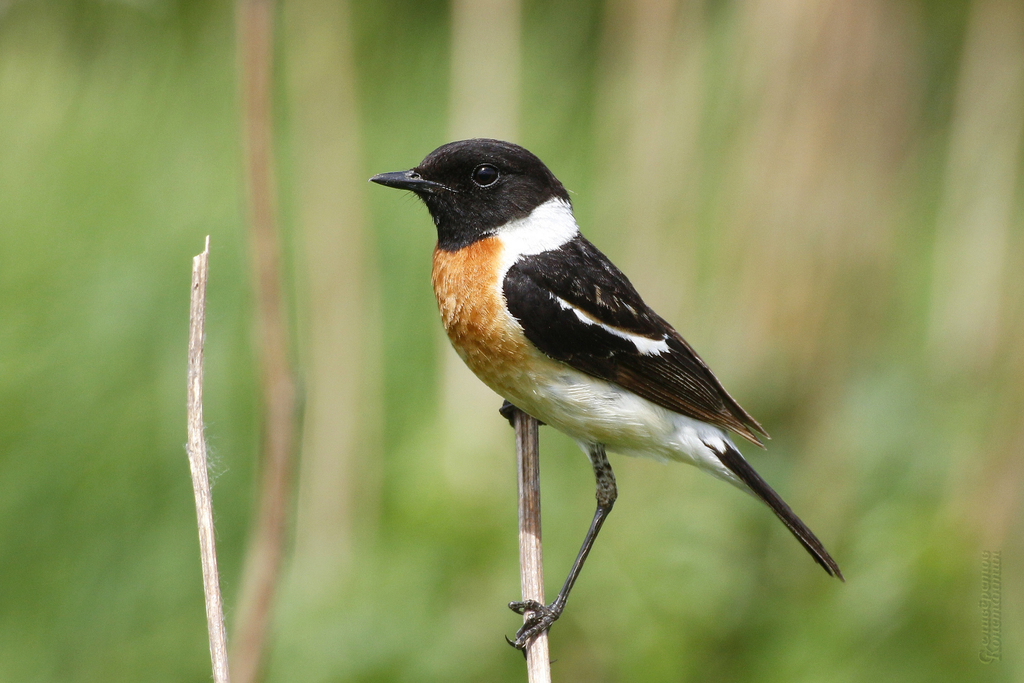 Siberian Stonechat (Saxicola maurus) photo
