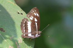 Neptis jumbah jumbah