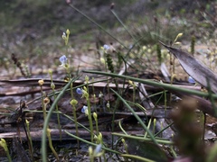 Utricularia uliginosa