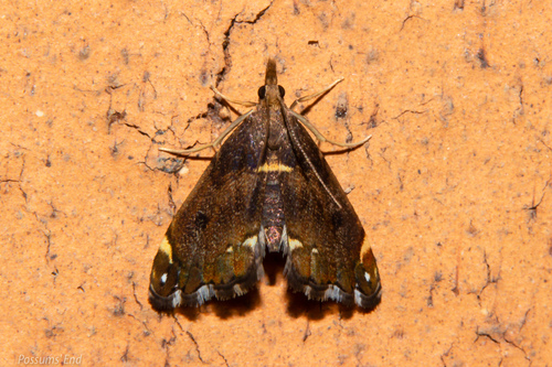 Glaucocharis pyrsophanes Meyrick, 1882