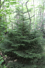 Picea orientalis