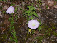 Ipomoea thurberi