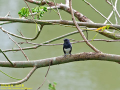 Copsychus saularis ceylonensis