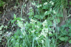 Dactylis glomerata glomerata