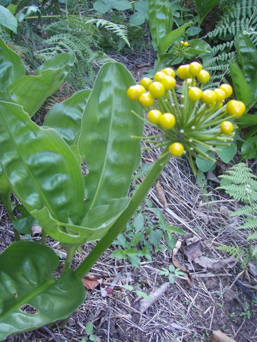 Scadoxus multiflorus image