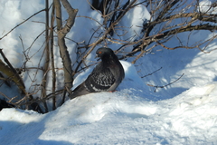 Columba livia domestica