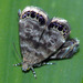 Peacock Moths - Photo (c) Charles Lam, some rights reserved (CC BY-SA)