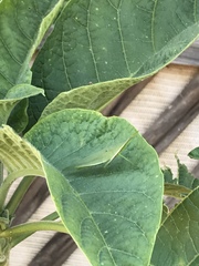 Atractomorpha australis