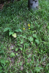 Lapsana communis intermedia