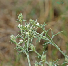 Echinophora tournefortii