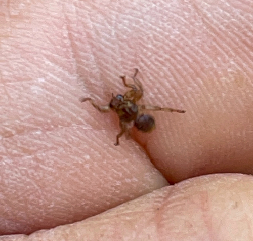 Unknown species found near Coos County, US-NH, US