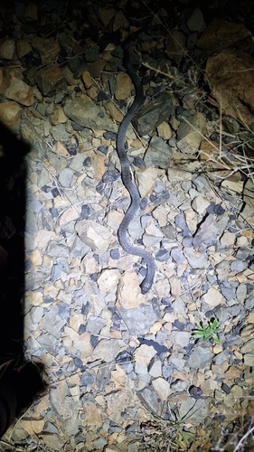 Blue-bellied Black Snake sighting