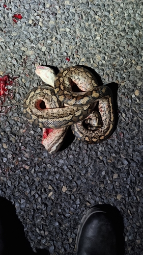 Coastal Carpet Python sighting