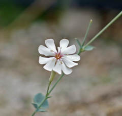 Silene chlorifolia