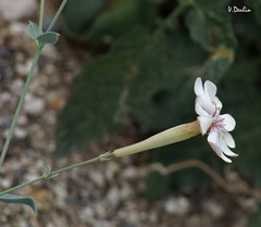 Silene chlorifolia