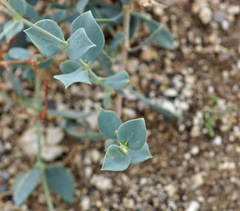Silene chlorifolia