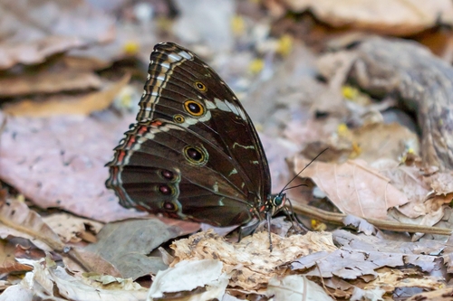 Common Morpho
