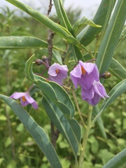 Solanum glaucophyllum