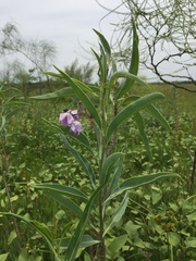 Solanum glaucophyllum