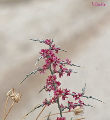 Noaea mucronata