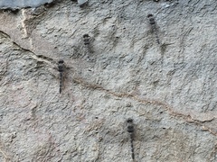 Bradinopyga geminata