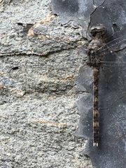 Bradinopyga geminata