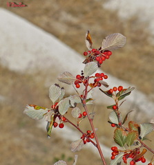 Aria umbellata