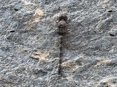 Bradinopyga geminata