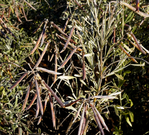 Silver Gannabush (Calobota sericea)