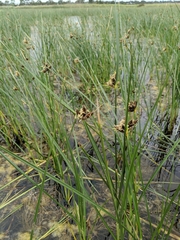 Bolboschoenus caldwellii