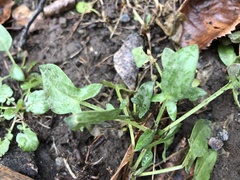 Rumex acetosella