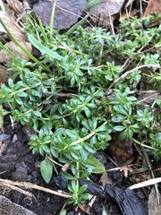 Galium mollugo