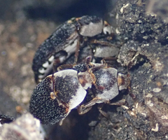 Dermestes maculatus