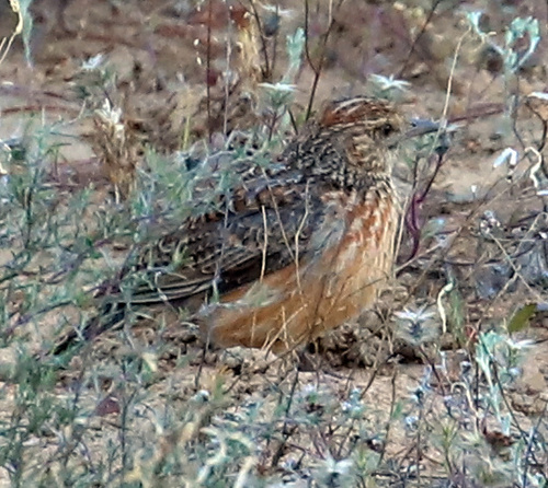 Cape Clapper Lark (Corypha apiata), photo 5