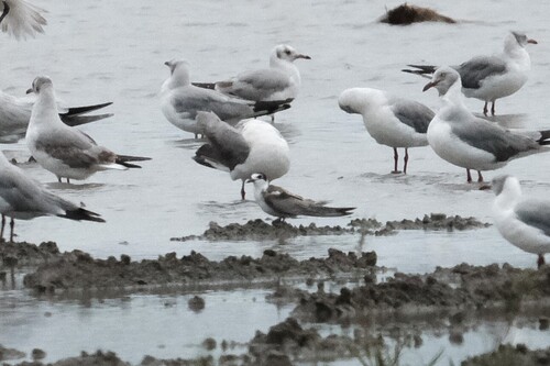 Black Tern