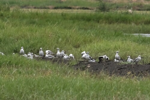 Gray-hooded Gull