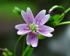 Claytonia sibirica