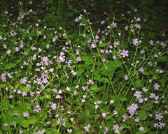 Claytonia sibirica