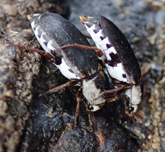 Dermestes maculatus