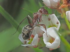 Camponotus vestitus
