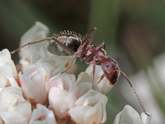 Camponotus vestitus