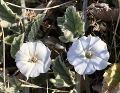 Convolvulus hermanniae