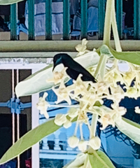 Cinnyris asiaticus