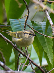 Phylloscopus chloronotus