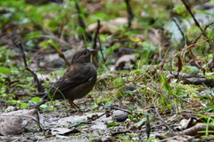 Procarduelis nipalensis