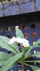 Plumeria obtusa