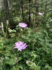 Cicerbita macrophylla uralensis