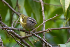 Phylloscopus maculipennis