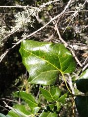 Lardizabala biternata